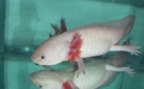 六角龍魚吃什么？六角龍魚怎么養(yǎng)？