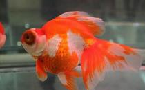 龍睛金魚怎么挑選？龍睛金魚怎么養(yǎng)？
