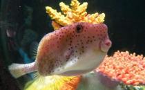 木瓜魚怎么養(yǎng)？木瓜魚的飼養(yǎng)環(huán)境