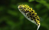潛水艇魚怎么養(yǎng)？潛水艇魚選魚技巧