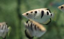 射水魚(yú)怎么養(yǎng)？射水魚(yú)的品種