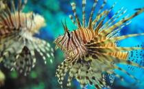 獅子魚怎么養(yǎng)？獅子魚的生存環(huán)境