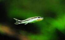 小精靈魚怎么養(yǎng)？小精靈魚的飼養(yǎng)方式