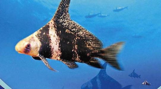 胭脂魚是怎樣的？胭脂魚的體型特征