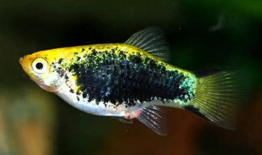 月光魚(yú)怎么養(yǎng)？月光魚(yú)的飼養(yǎng)環(huán)境