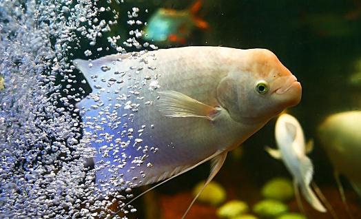 招財(cái)魚怎么養(yǎng)？招財(cái)魚的養(yǎng)殖環(huán)境