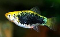 月光魚怎么養(yǎng)？月光魚的飼養(yǎng)環(huán)境