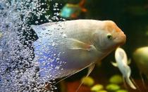 招財(cái)魚怎么養(yǎng)？招財(cái)魚的養(yǎng)殖環(huán)境