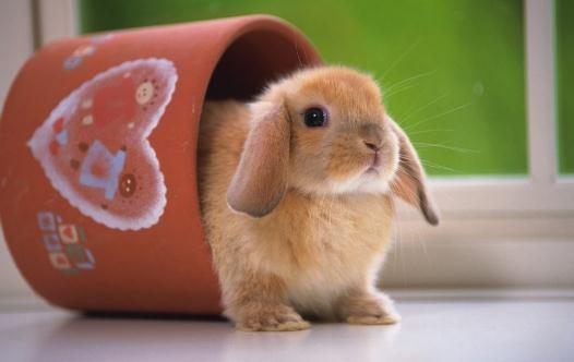 公主兔怎么養(yǎng)？公主兔的飼養(yǎng)方法