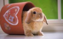 公主兔怎么養(yǎng)？公主兔的飼養(yǎng)方法