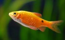 魚(yú)肉營(yíng)養(yǎng)價(jià)值高 寶寶吃什么魚(yú)好？