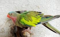 公主鸚鵡的飼養(yǎng)方法 公主鸚鵡價格