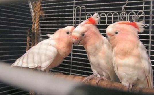 米切氏鳳頭鸚鵡如何飼養(yǎng)？米切氏鳳頭鸚鵡的價(jià)格
