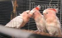 米切氏鳳頭鸚鵡如何飼養(yǎng)？米切氏鳳頭鸚鵡的價(jià)格