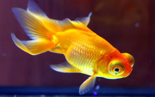 養(yǎng)金魚的水有什么要求？
