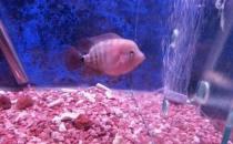 家里養(yǎng)魚應(yīng)該多久換一次水？