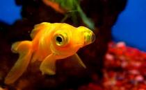 想養(yǎng)金魚？教你怎么挑選金魚