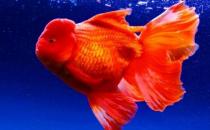 家中養(yǎng)魚需要常備什么藥？