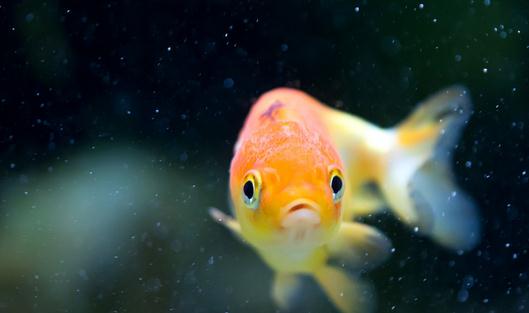 家庭養(yǎng)魚有什么好方法嗎？