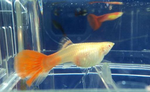 孔雀母魚(yú)生產(chǎn)需要注意的事項(xiàng)
