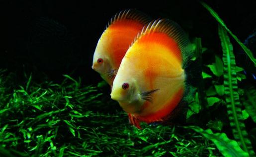 七彩神仙魚(yú)的繁殖過(guò)程