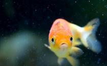 家庭養(yǎng)魚有什么好方法嗎？