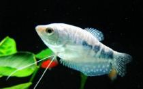 如何為熱帶海水魚預防疾??？