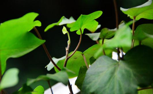 盆栽常青藤如何養(yǎng)殖？盆栽常青藤對(duì)土壤的要求