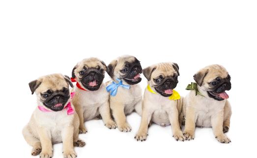 沒(méi)斷奶的小狗怎么照顧？仔犬飼養(yǎng)方法