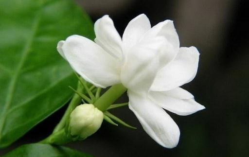 花盆里有蟲蟻怎么辦？