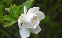 梔子花葉子發(fā)黃的原因是什么？