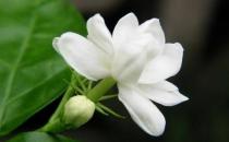 花盆里有蟲蟻怎么辦？