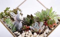 秋季如何養(yǎng)多肉植物？