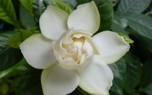 為什么你種的梔子花葉黃還不開花？