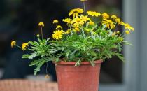 基質(zhì)栽培定植后如何管理？