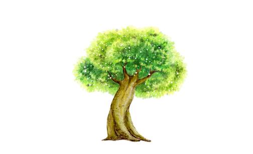 榕樹是怎樣的？怎么識別榕樹？