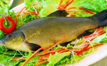 丁桂魚有什么營養(yǎng)價值與功效？