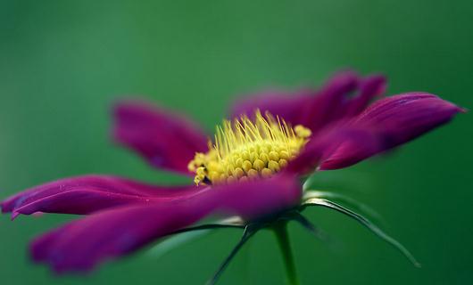 秋季適合養(yǎng)什么花？秋季如何養(yǎng)花？