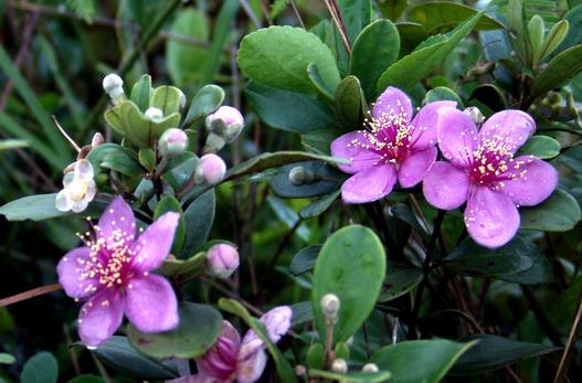 家里養(yǎng)的花為什么壯不起來(lái)？