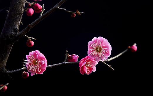 梅花有什么種類？梅花的生長(zhǎng)習(xí)性