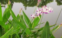 再力花的簡(jiǎn)介 再力花的種植方法