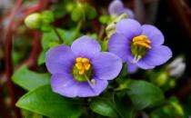 紫星花應該如何種植？