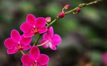 花卉缺素癥是什么原因？