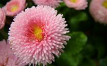 如何給養(yǎng)花的土壤消毒？