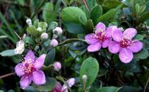 家里養(yǎng)的花為什么壯不起來？