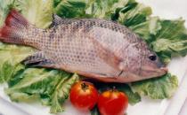 你真以為活魚(yú)就是新鮮的嗎？