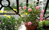 室內(nèi)養(yǎng)花3宜3忌要切記