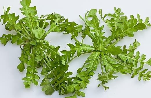 春季吃什么野菜好？四種食用野菜介紹
