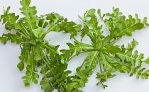春季吃什么野菜好？四種食用野菜介紹