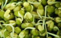 綠豆芽的食用禁忌及選購技巧